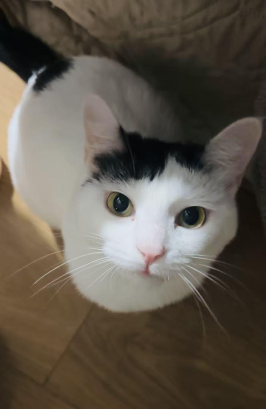 Enlarge FiFi, a ADOPTABLE Domestic Short Hair in Surrey, BC image 4/6
