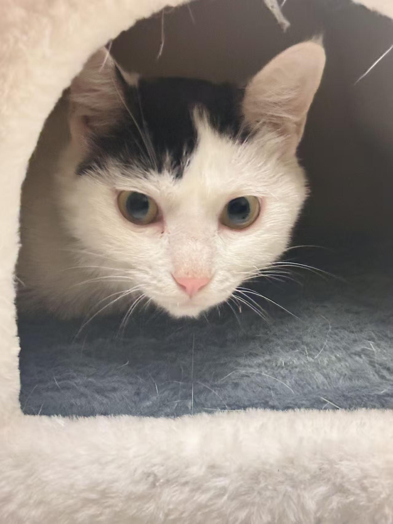 FiFi, a ADOPTABLE Domestic Short Hair in Surrey, BC image 1/6