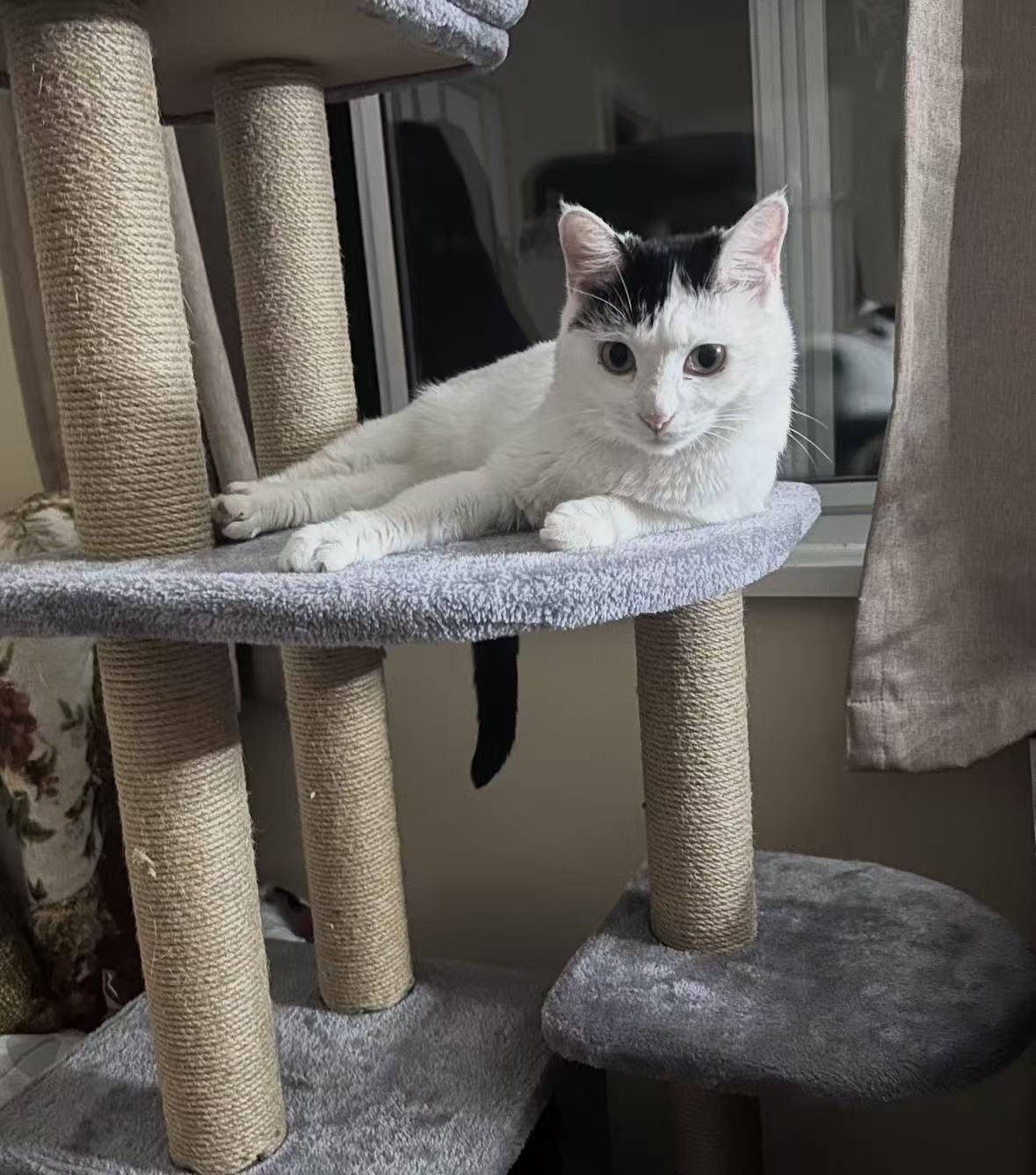 Enlarge FiFi, a ADOPTABLE Domestic Short Hair in Surrey, BC image 5/6
