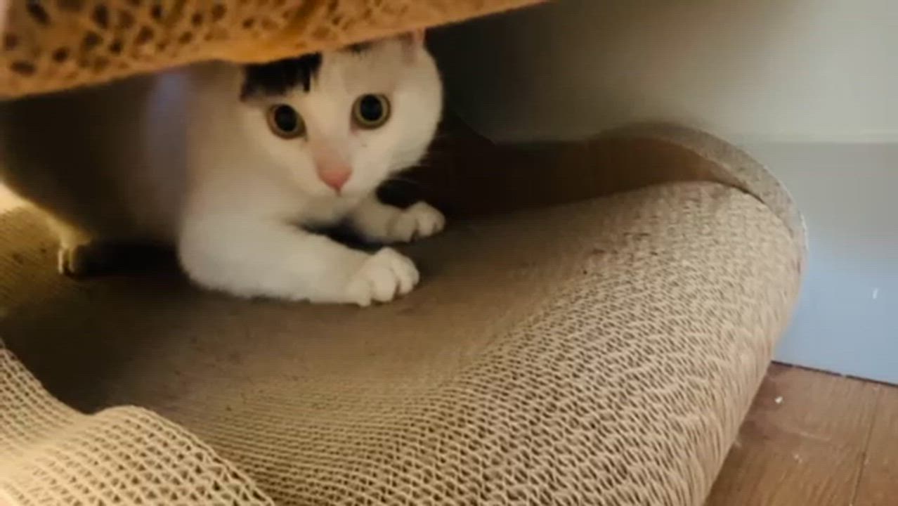 Enlarge FiFi, a ADOPTABLE Domestic Short Hair in Surrey, BC video 2/6