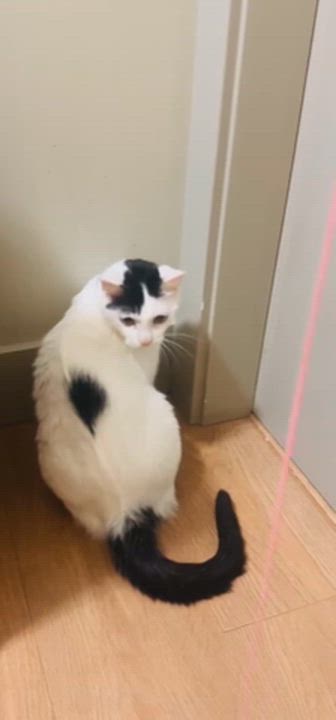 Enlarge FiFi, a ADOPTABLE Domestic Short Hair in Surrey, BC video 4/6