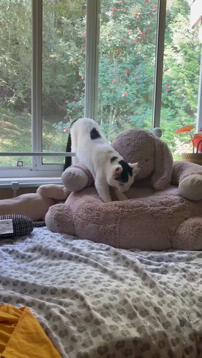 Enlarge FiFi, a ADOPTABLE Domestic Short Hair in Surrey, BC video 6/6