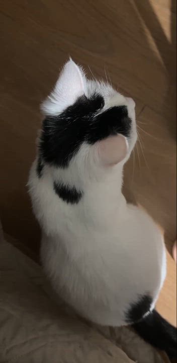 Enlarge FiFi, a ADOPTABLE Domestic Short Hair in Surrey, BC video 3/6