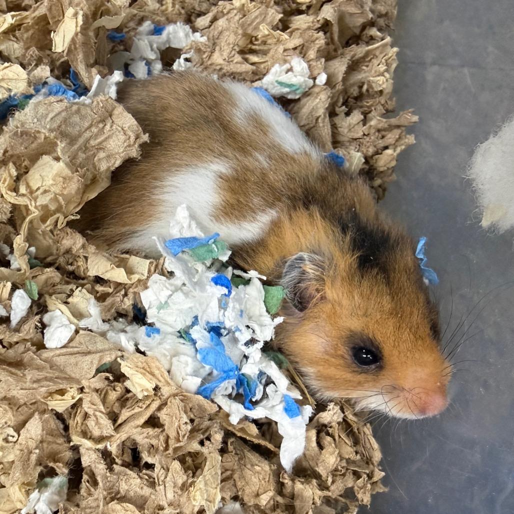 Enlarge Future, an adopted Hamster in Medford, NY image 1/1