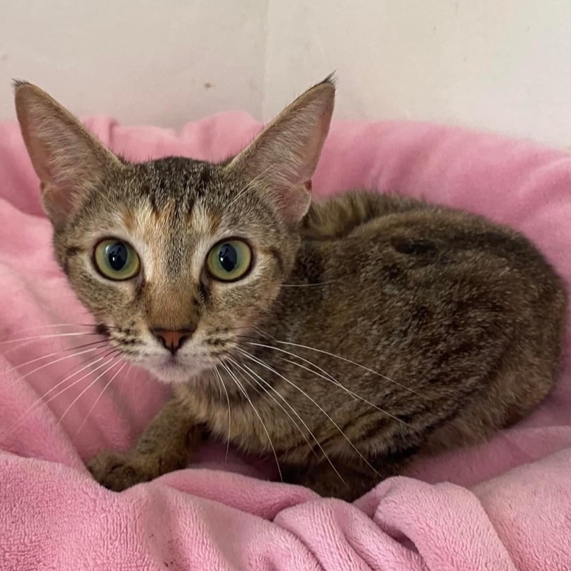 Enlarge Daenerys, a Adoptable mixed breed in Hartford, CT image 2/3