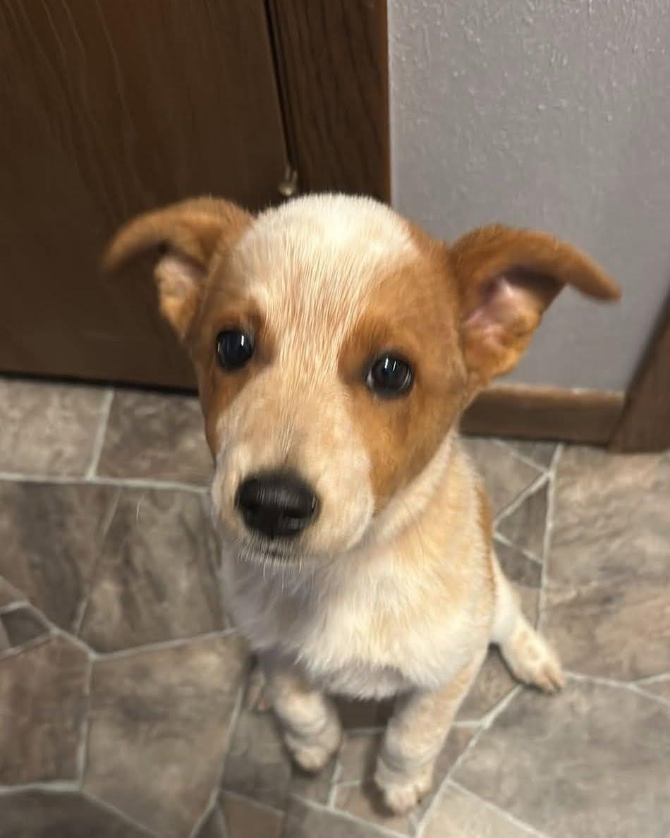 Enlarge Quinn, an adopted mixed breed in Decorah, IA image 3/6