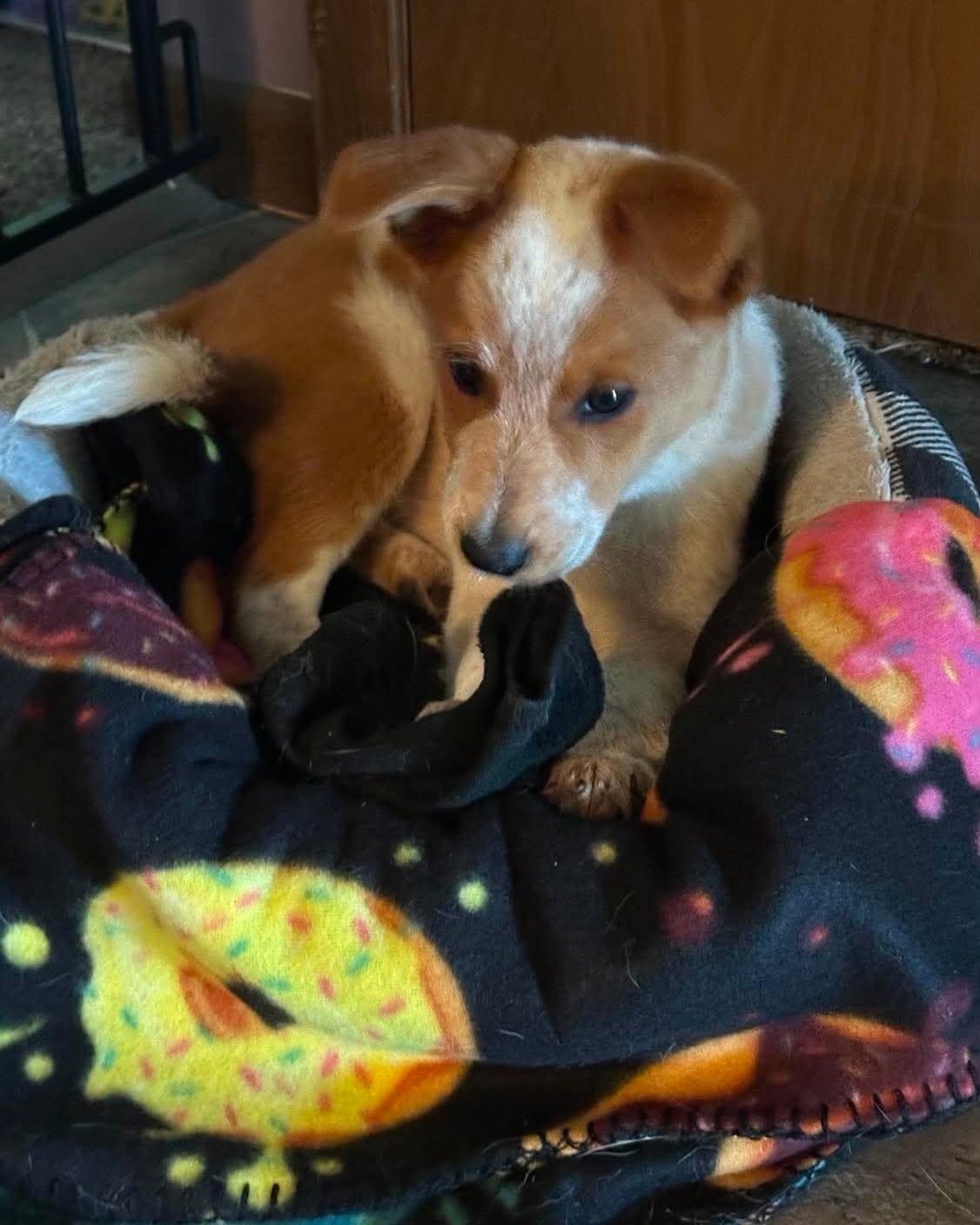 Enlarge Quinn, an adopted mixed breed in Decorah, IA image 2/6