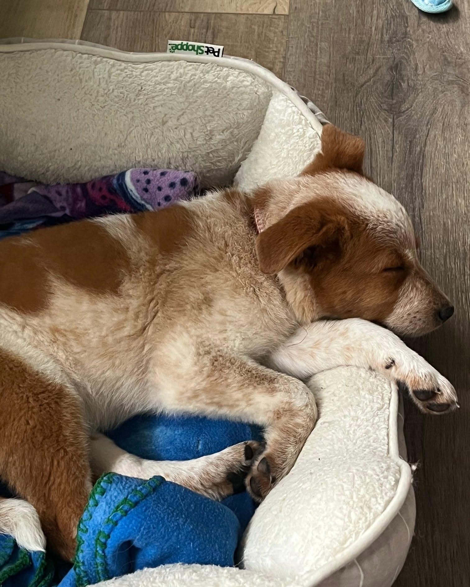 Enlarge Quinn, an adopted mixed breed in Decorah, IA image 6/6