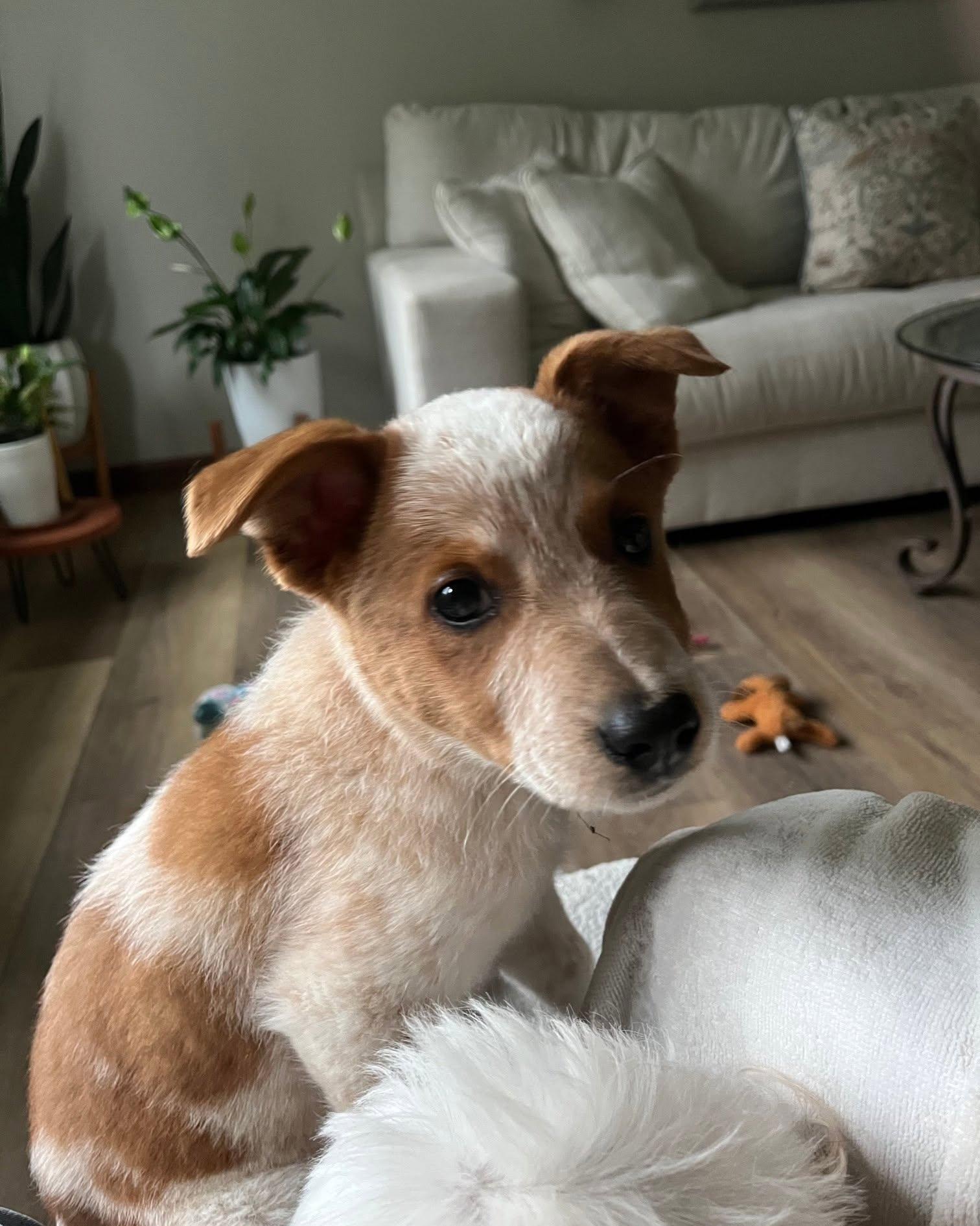 Quinn, adopted, Puppy Female Australian Shepherd & Australian Cattle Dog / Blue Heeler.