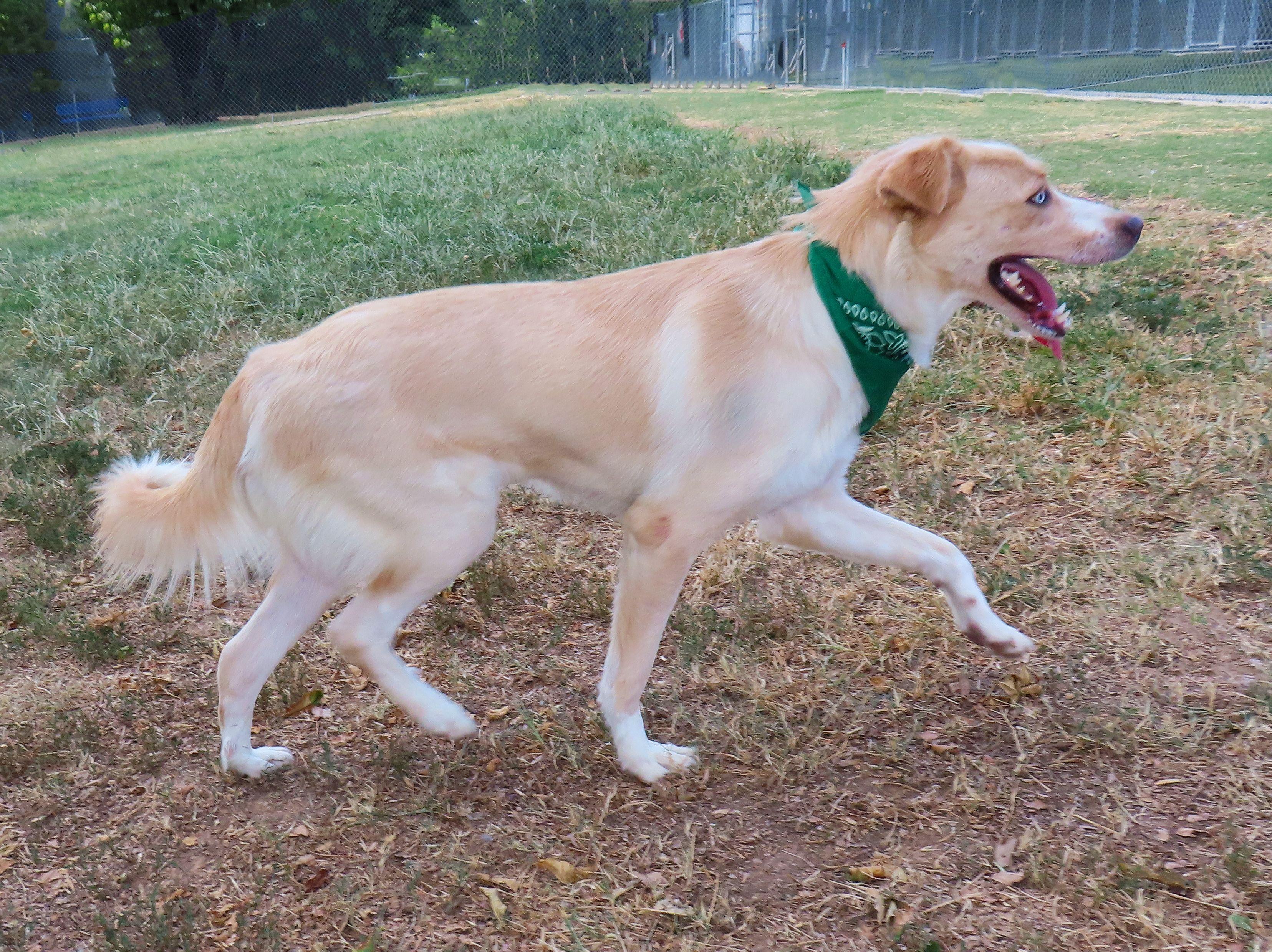 Enlarge Alice 26C-226, a ADOPTABLE mixed breed in Rogers, AR image 3/5