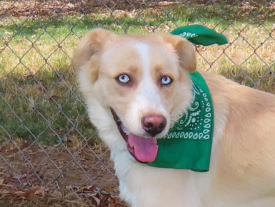 Alice 26C-226, ADOPTABLE, Puppy Female Husky & Australian Shepherd.