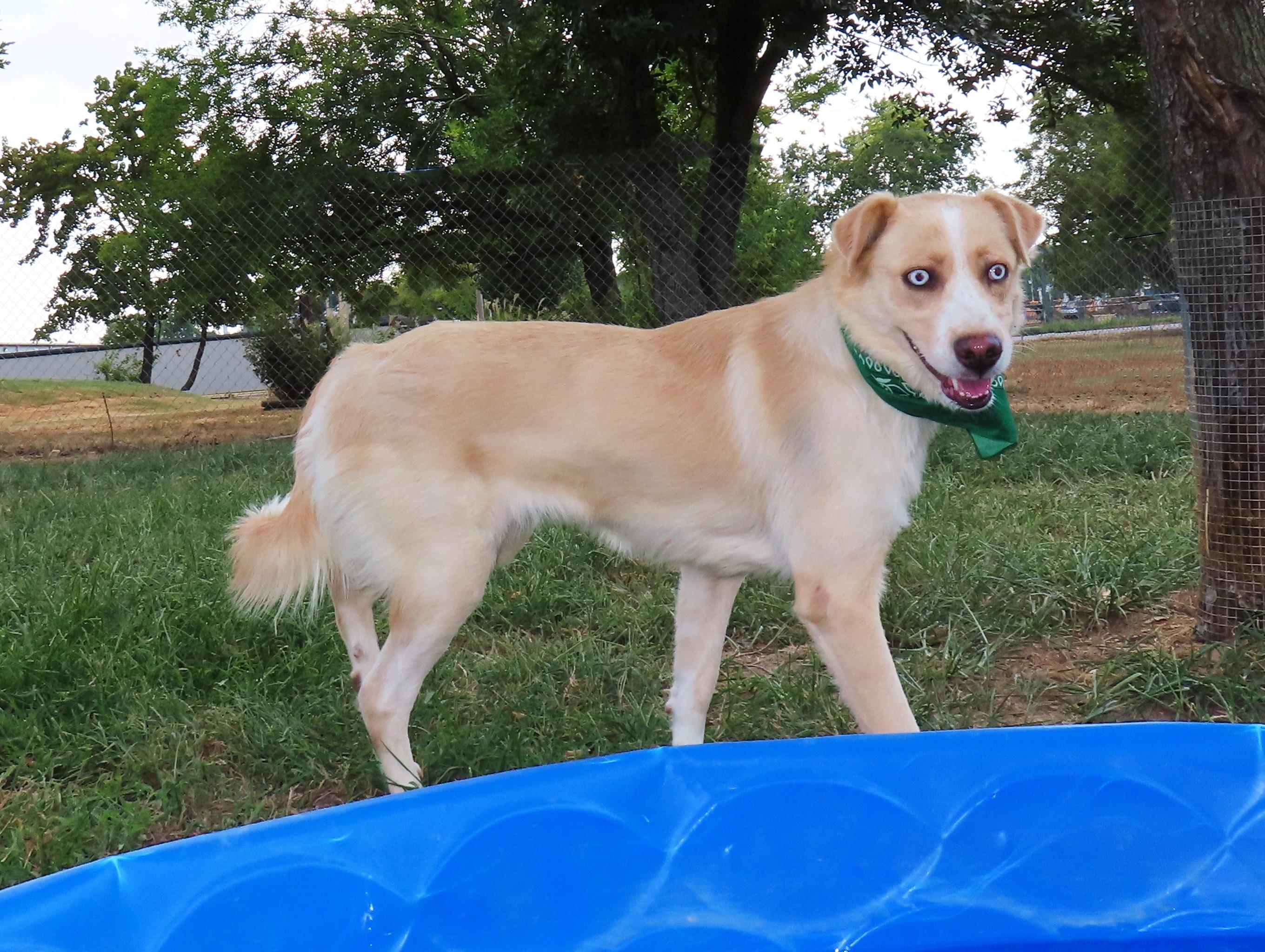 Enlarge Alice 26C-226, a ADOPTABLE mixed breed in Rogers, AR image 2/5