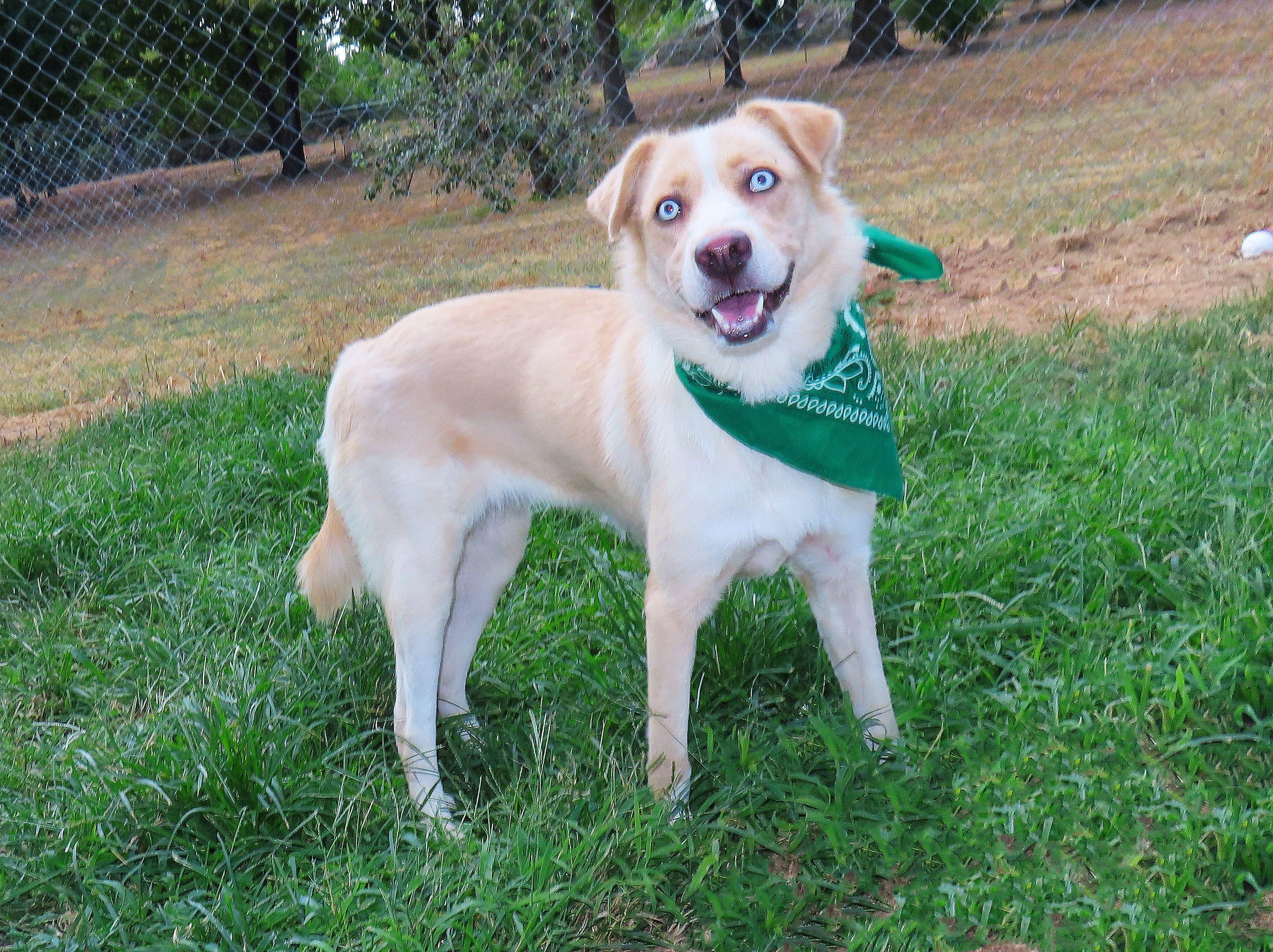 Enlarge Alice 26C-226, a ADOPTABLE mixed breed in Rogers, AR image 4/5