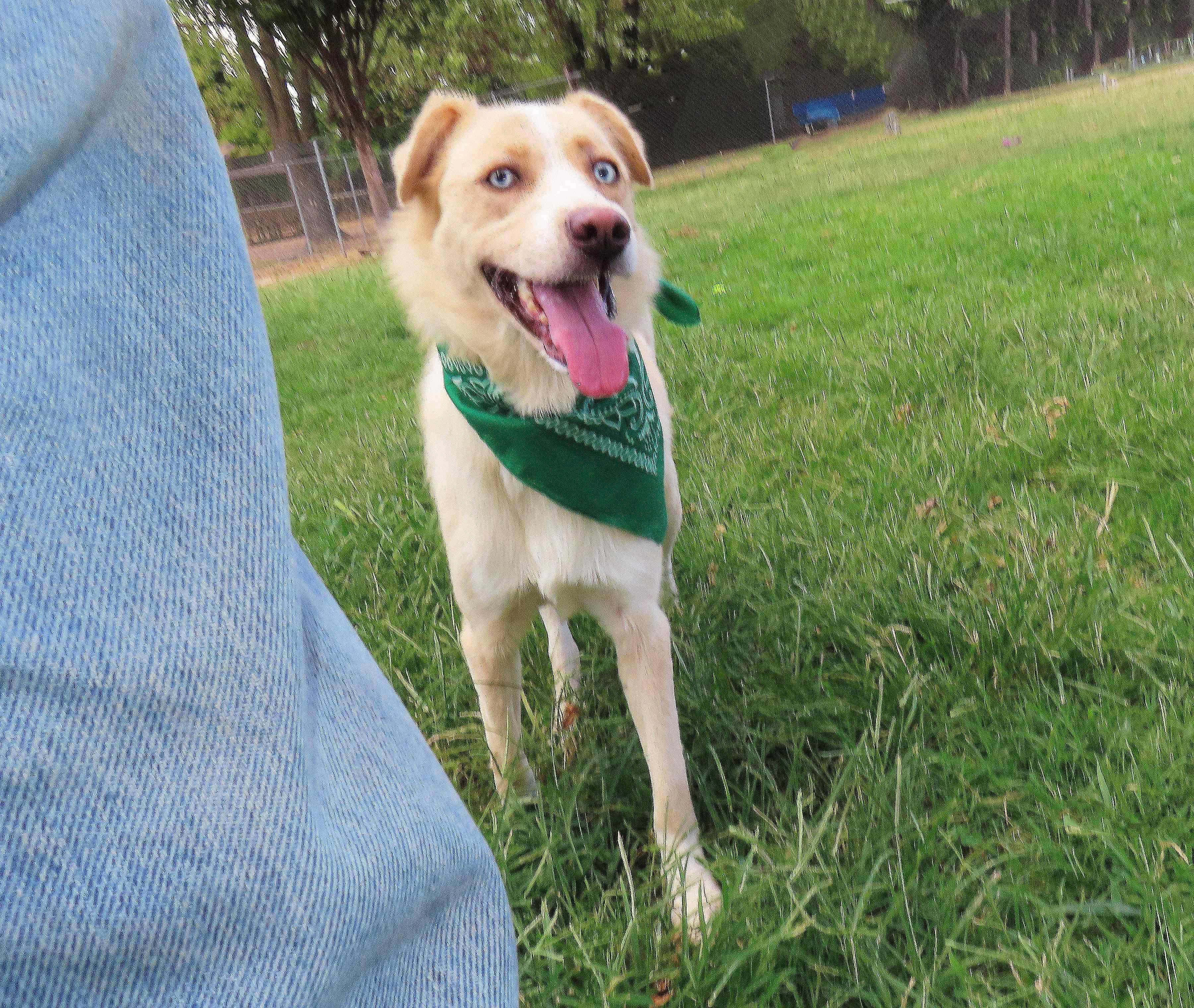 Enlarge Alice 26C-226, a ADOPTABLE mixed breed in Rogers, AR image 5/5