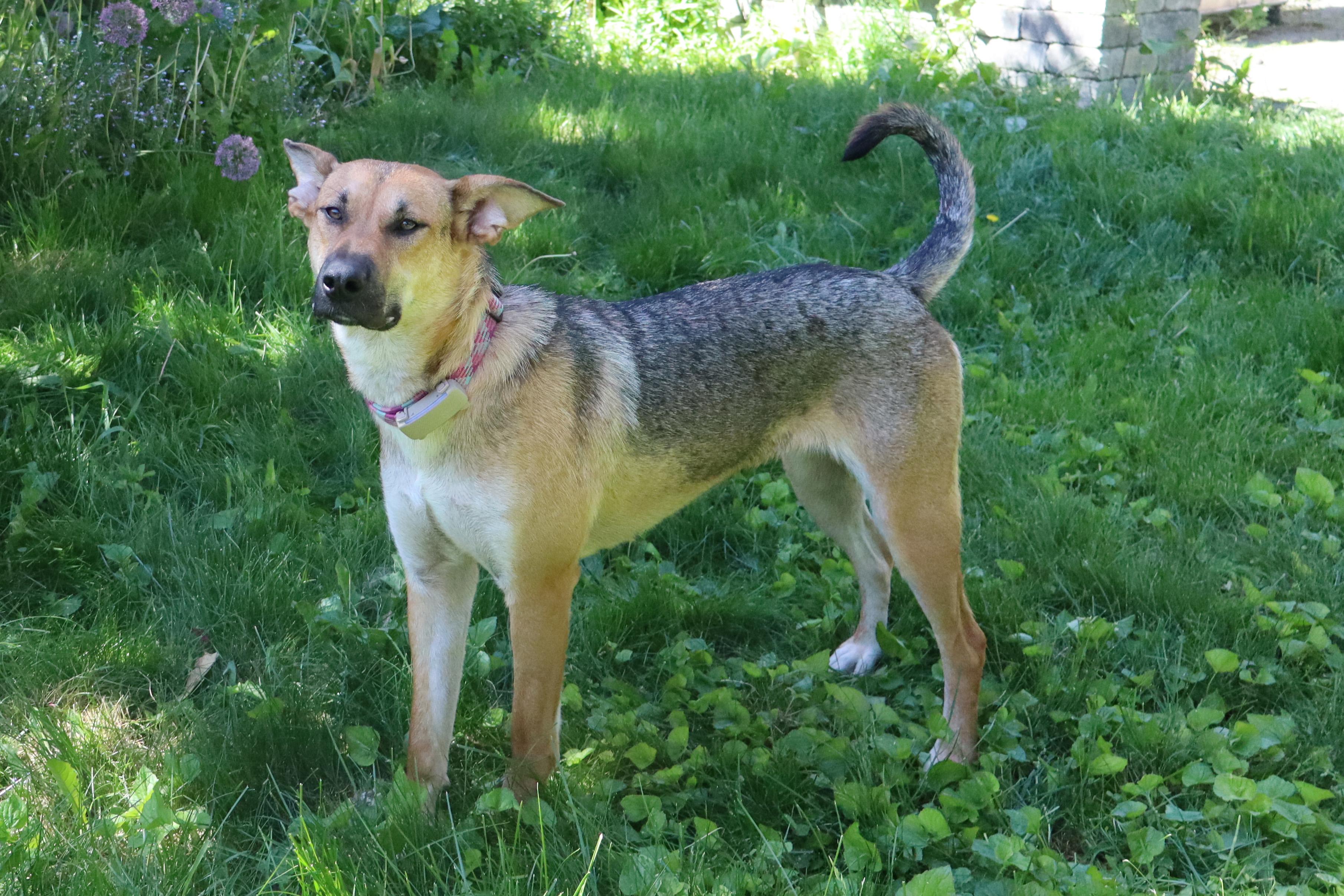 Sury, a Adoptable mixed breed in Erin, ON image 4/6