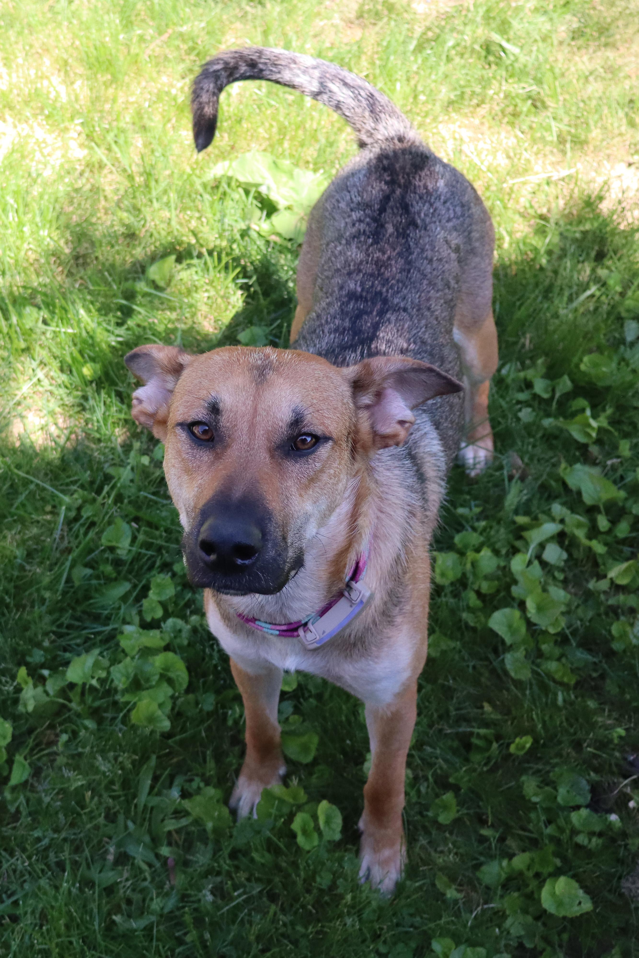 Sury, a Adoptable mixed breed in Erin, ON image 6/6