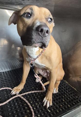 Enlarge ANGEL DIOR, a Adoptable Pit Bull Terrier in Dayton, OH image 1/1