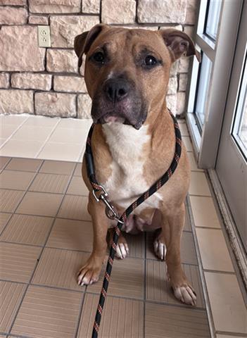 TONKA, Adoptable, Adult Female Pit Bull Terrier.