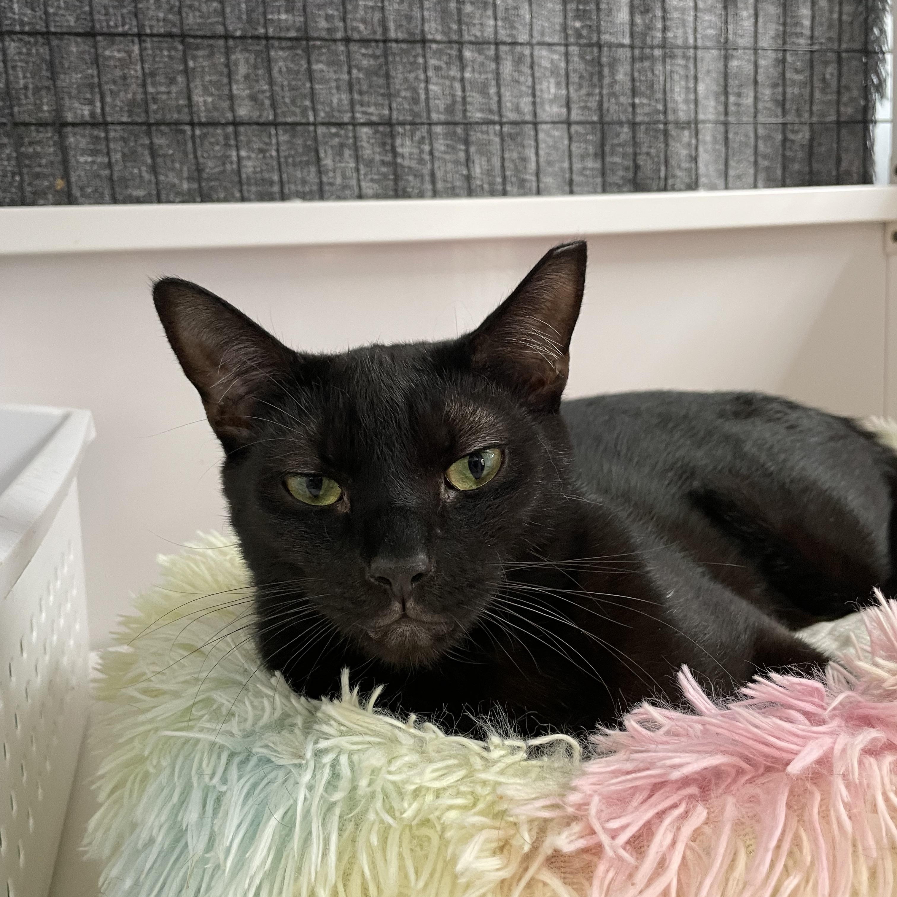 Ninja, a Adoptable Domestic Short Hair in Colonia, NJ image 1/3