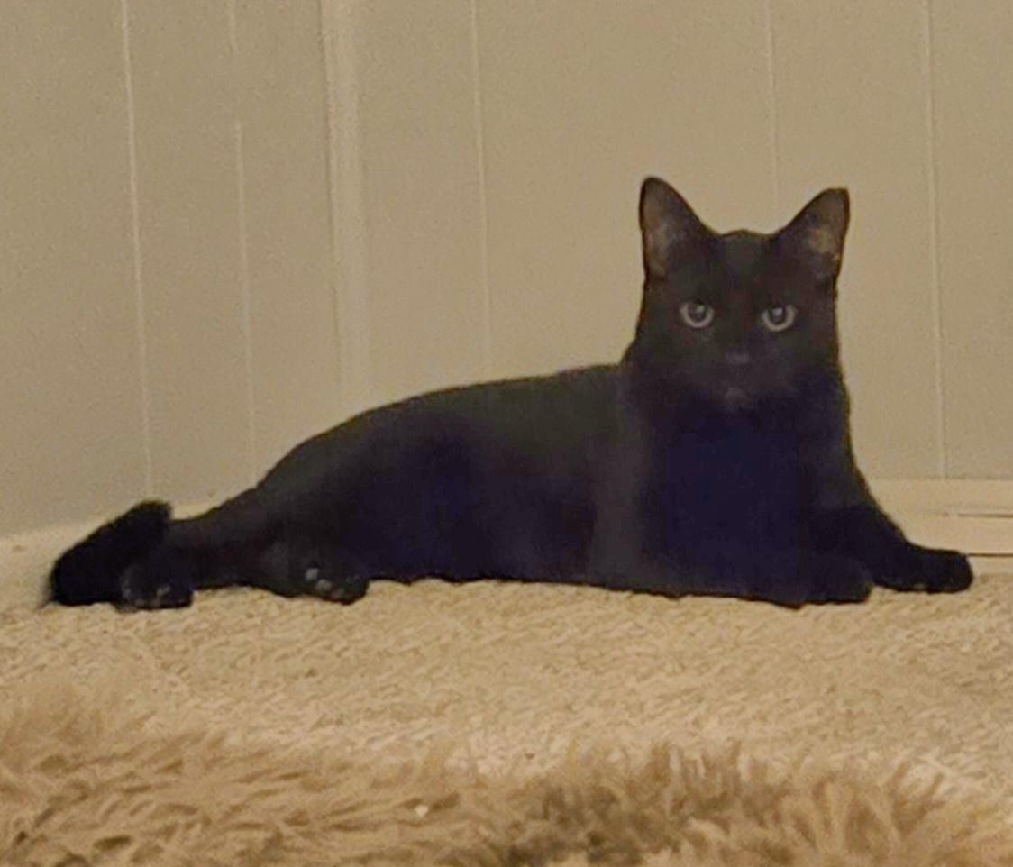 Ninja, a Adoptable Domestic Short Hair in Colonia, NJ image 3/3