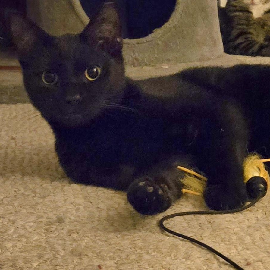 Ninja, a Adoptable Domestic Short Hair in Colonia, NJ image 2/3