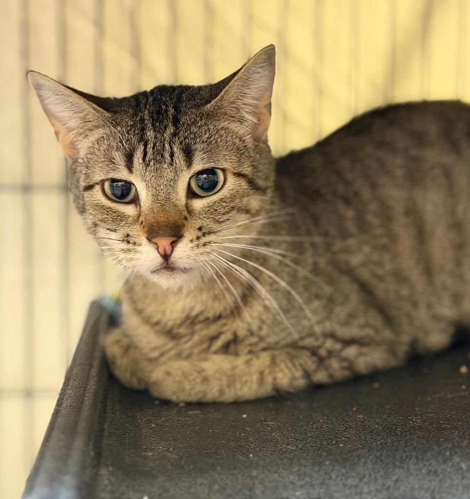 Enlarge Tid Bit, a Adoptable mixed breed in Columbia, IL image 1/3