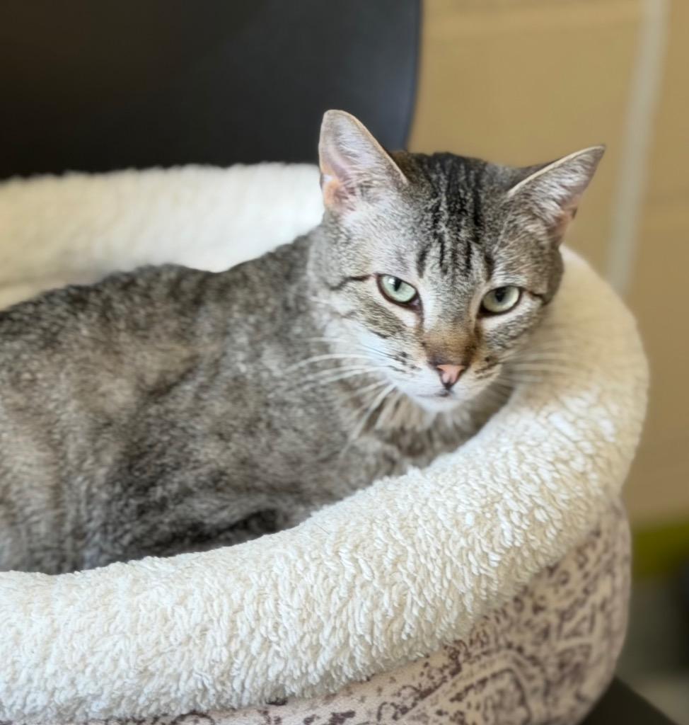 Enlarge Tid Bit, a Adoptable mixed breed in Columbia, IL image 3/4