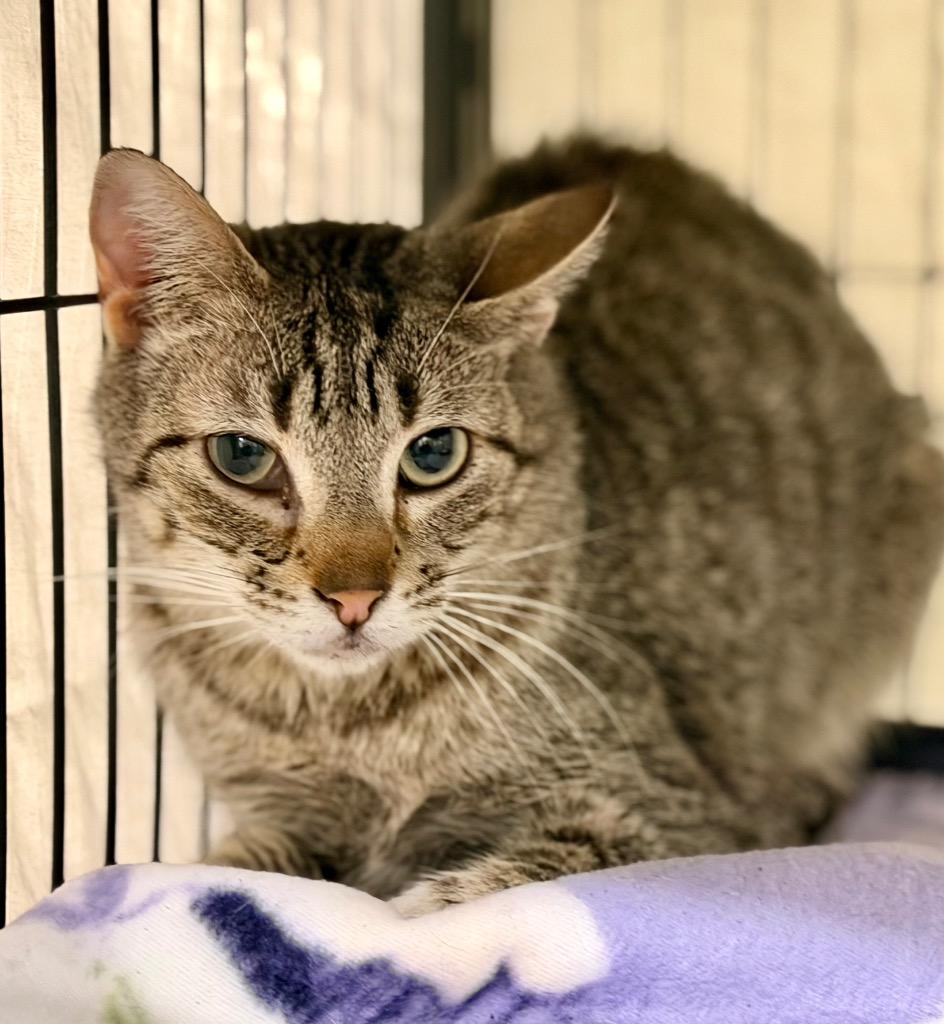 Enlarge Tid Bit, a Adoptable mixed breed in Columbia, IL image 2/3