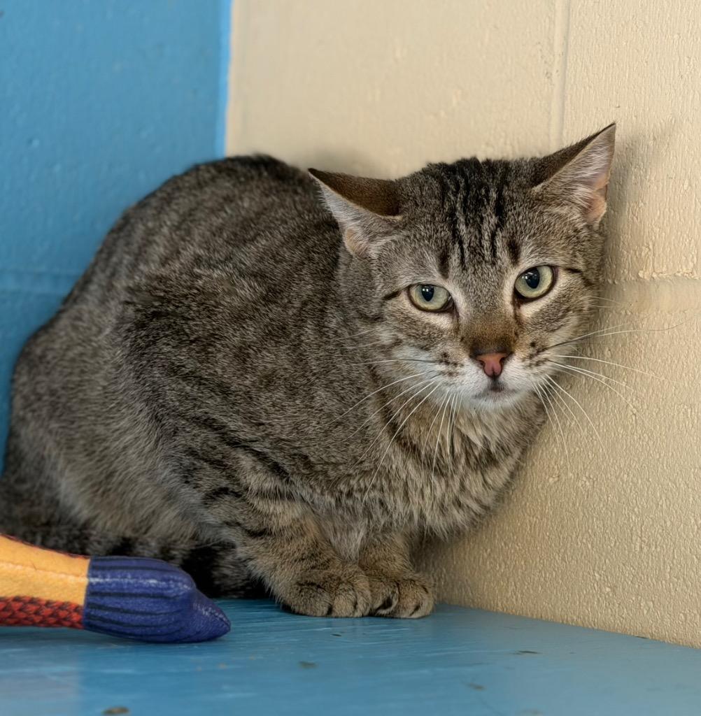 Enlarge Tid Bit, a Adoptable mixed breed in Columbia, IL image 3/3