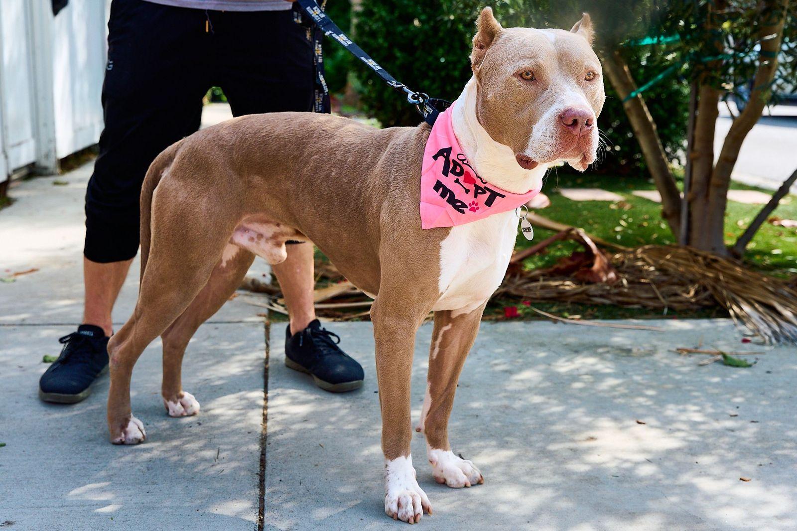 Enlarge Mario, a ADOPTABLE Pit Bull Terrier in Los Angeles, CA image 2/6