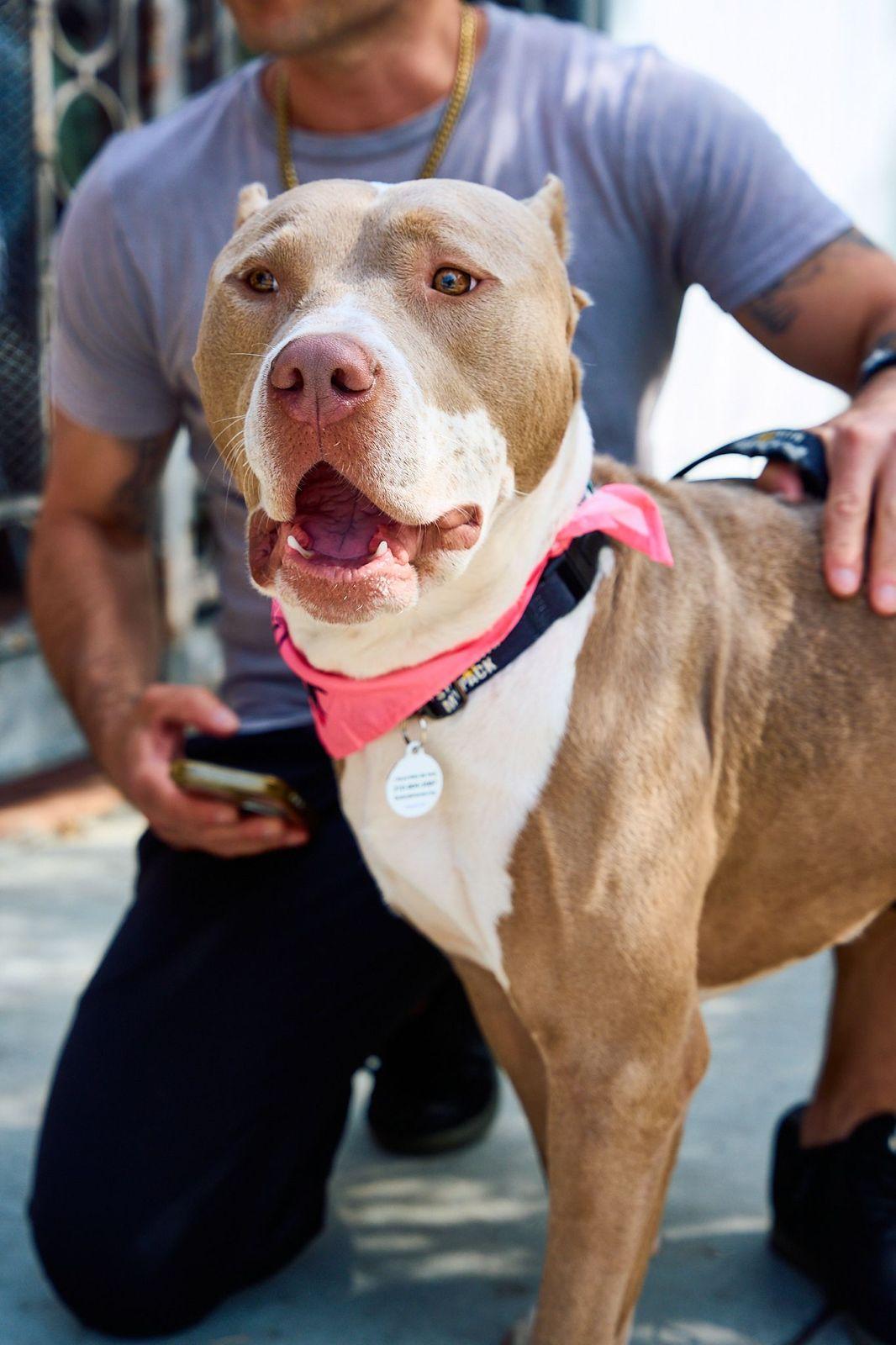Enlarge Mario, a ADOPTABLE Pit Bull Terrier in Los Angeles, CA image 6/6