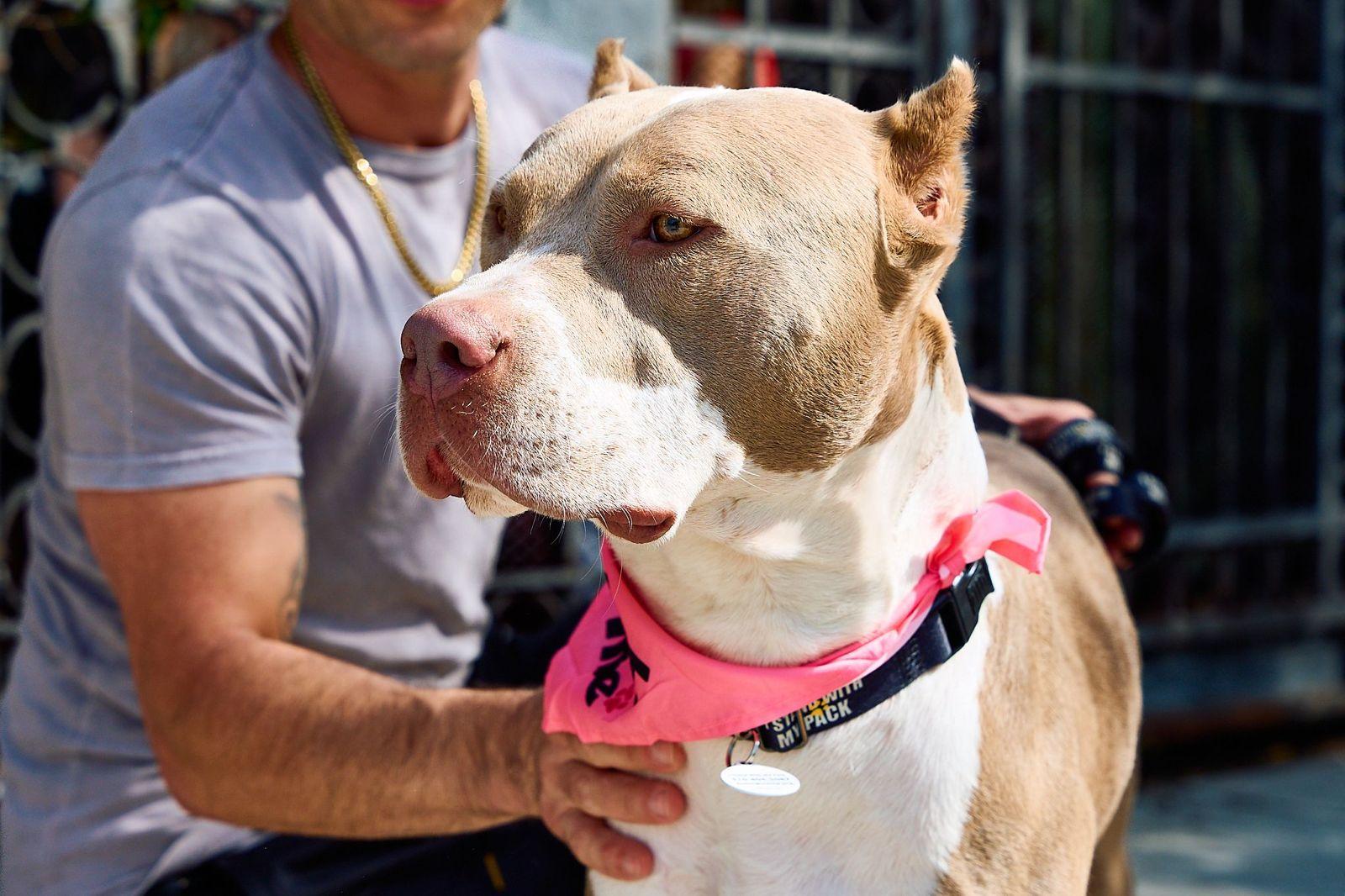 Enlarge Mario, a ADOPTABLE Pit Bull Terrier in Los Angeles, CA image 3/6