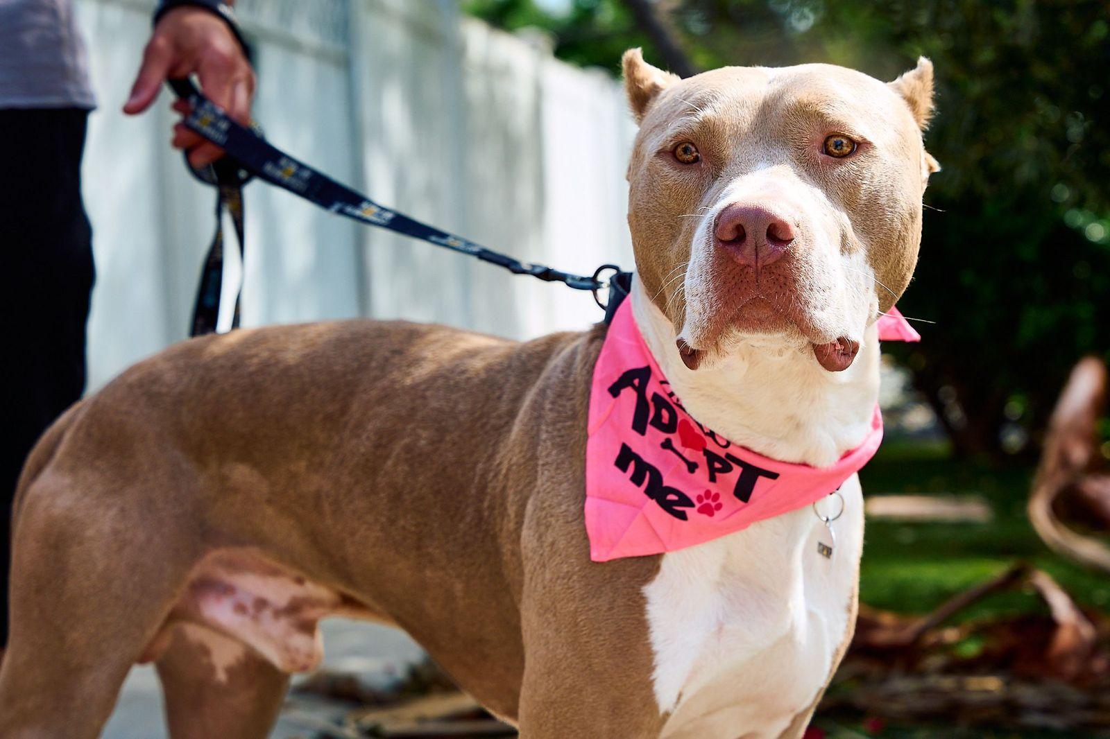 Mario, ADOPTABLE, Young Male Pit Bull Terrier.