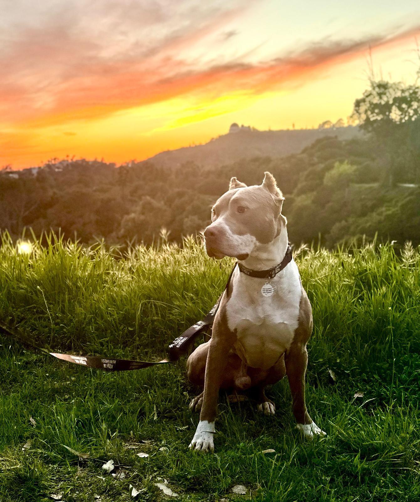 Enlarge Mario, a ADOPTABLE Pit Bull Terrier in Los Angeles, CA image 4/6