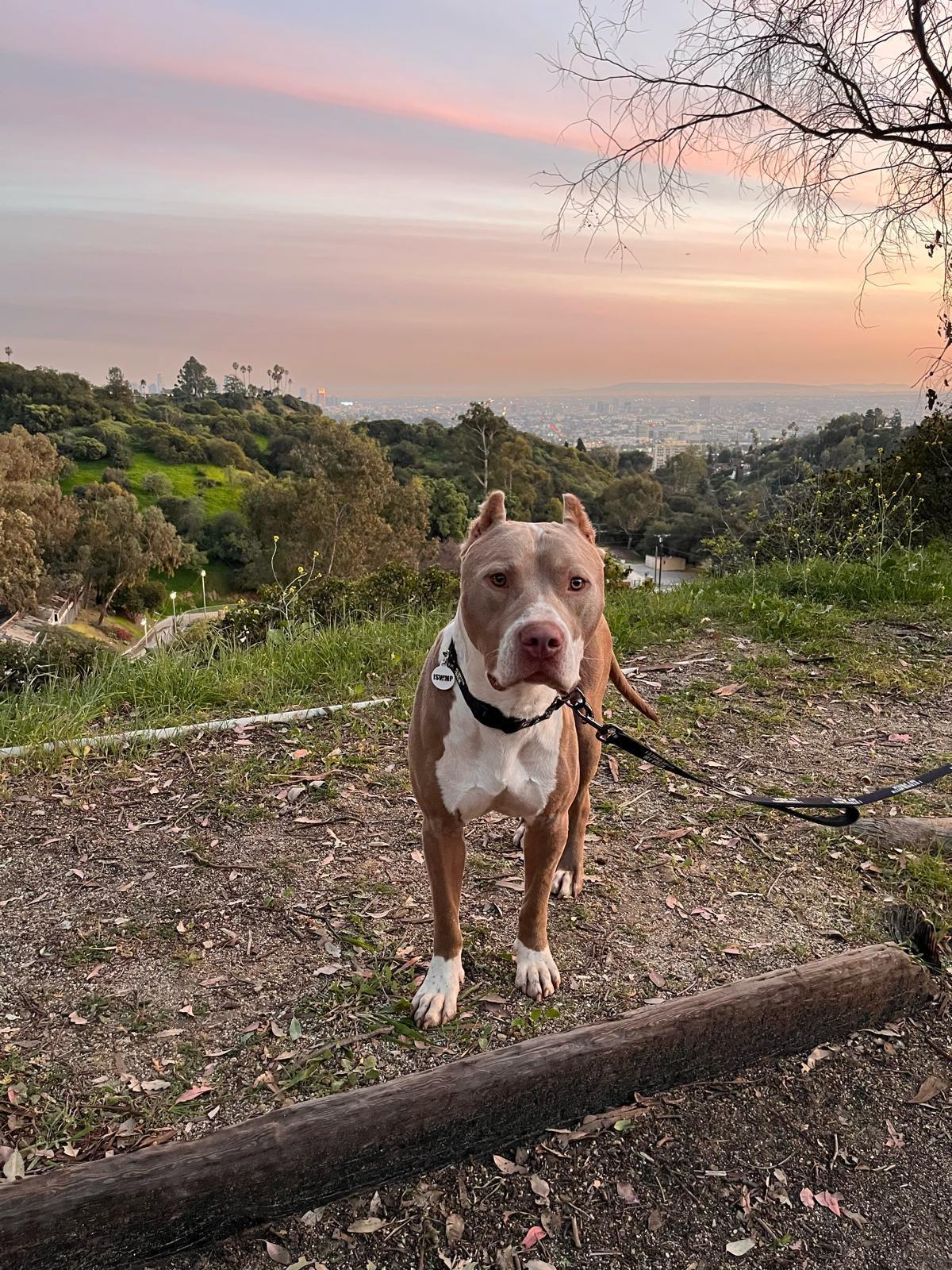 Enlarge Mario, a ADOPTABLE Pit Bull Terrier in Los Angeles, CA image 5/6