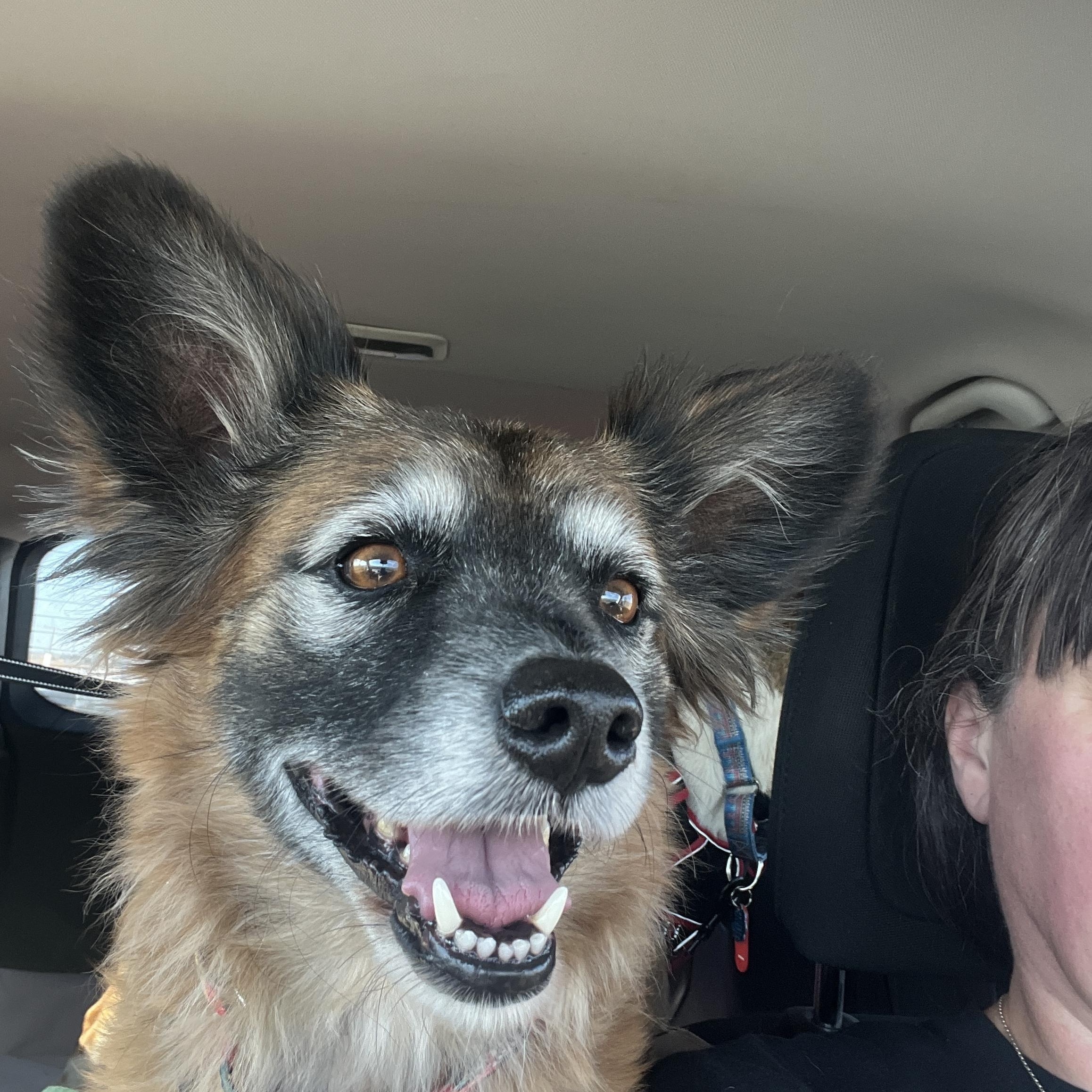 Wally, a Adoptable mixed breed in Moscow, PA image 2/6