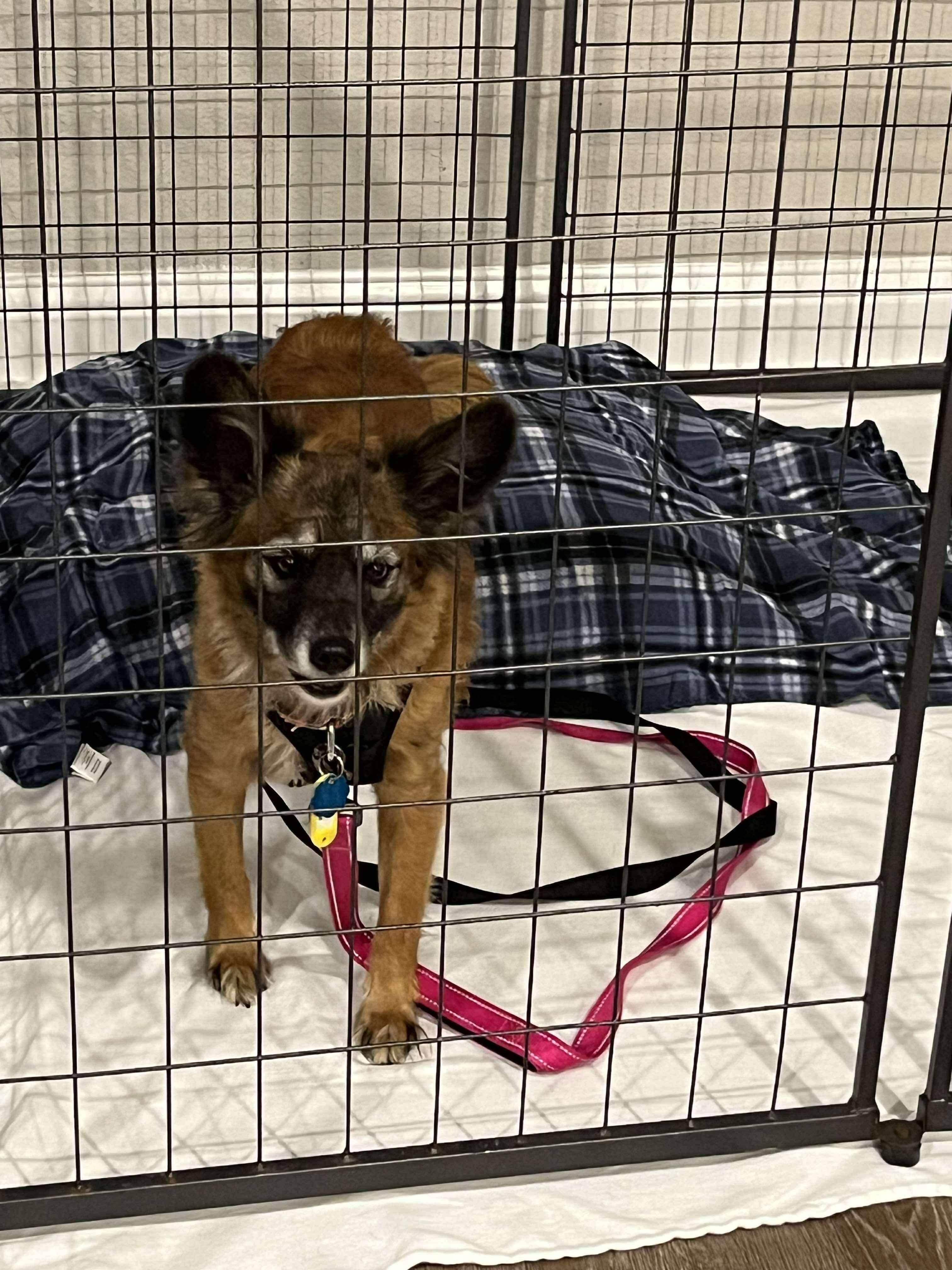 Wally, a Adoptable mixed breed in Moscow, PA image 5/6