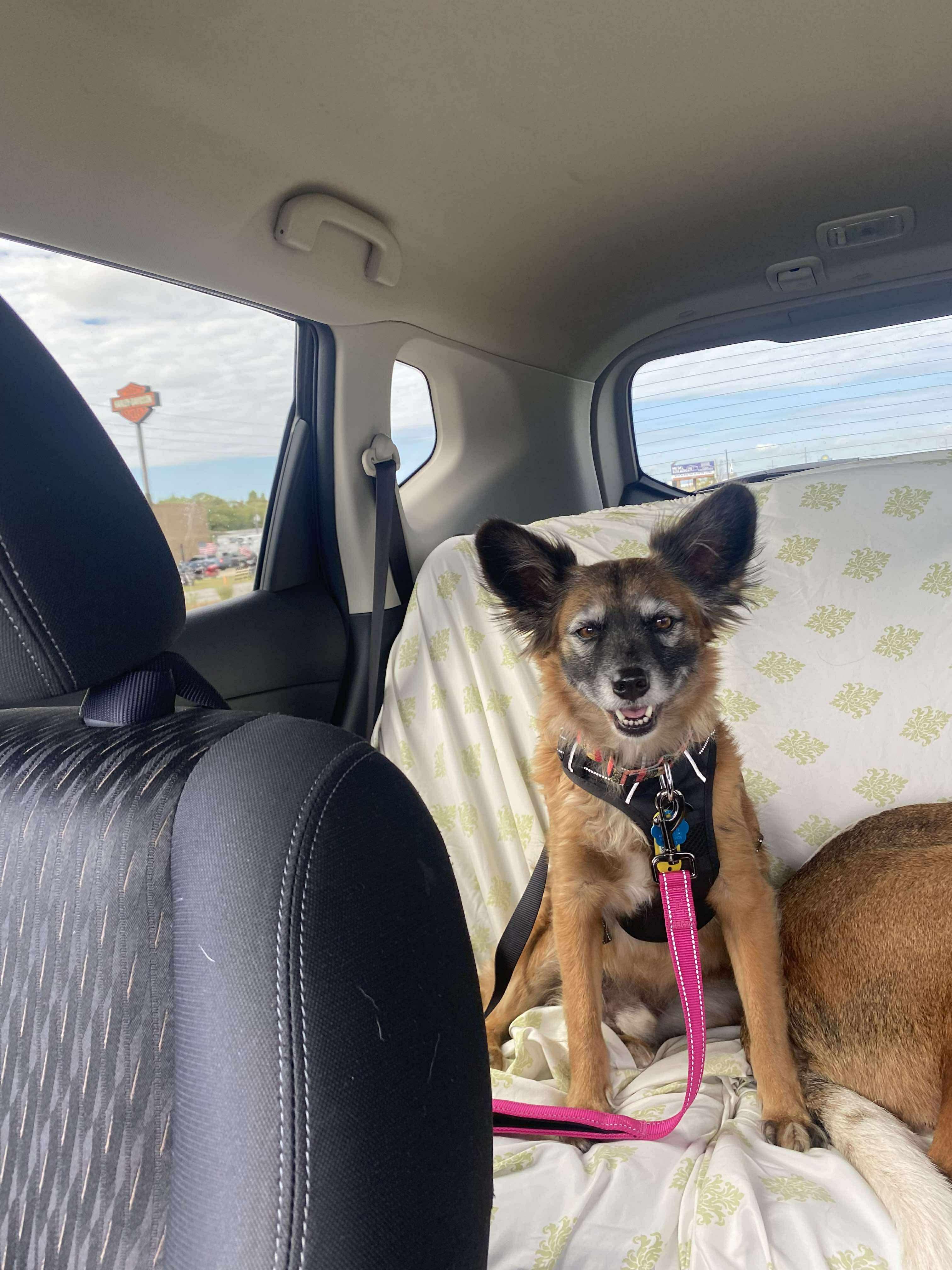 Wally, a Adoptable mixed breed in Moscow, PA image 1/6