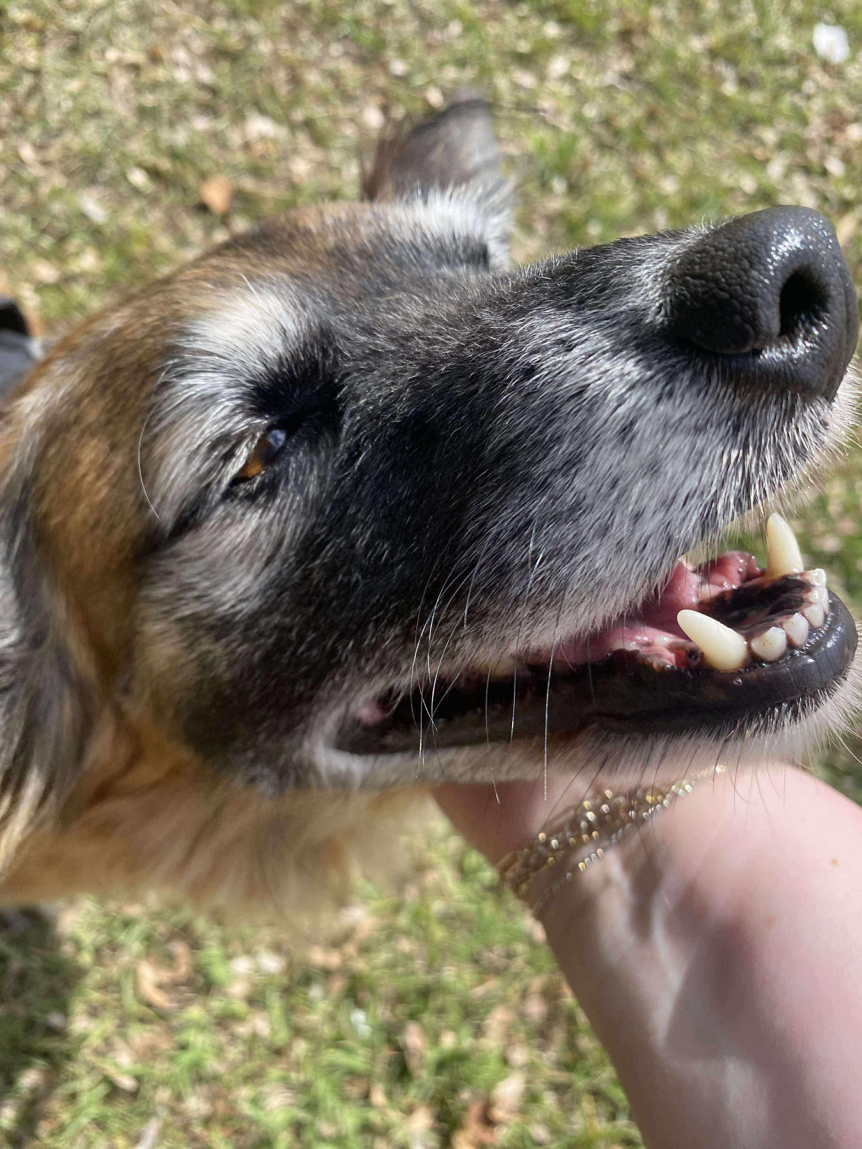 Wally, a Adoptable mixed breed in Moscow, PA image 6/6
