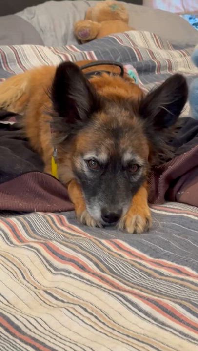 Enlarge Wally, a Adoptable mixed breed in Moscow, PA video 3/6