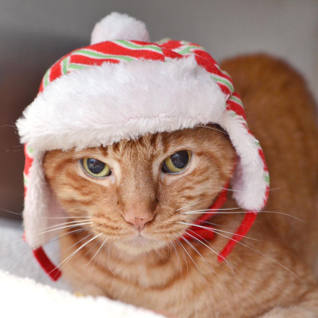 Chief (FIV+), adopted, Senior Male Domestic Short Hair & Tabby.