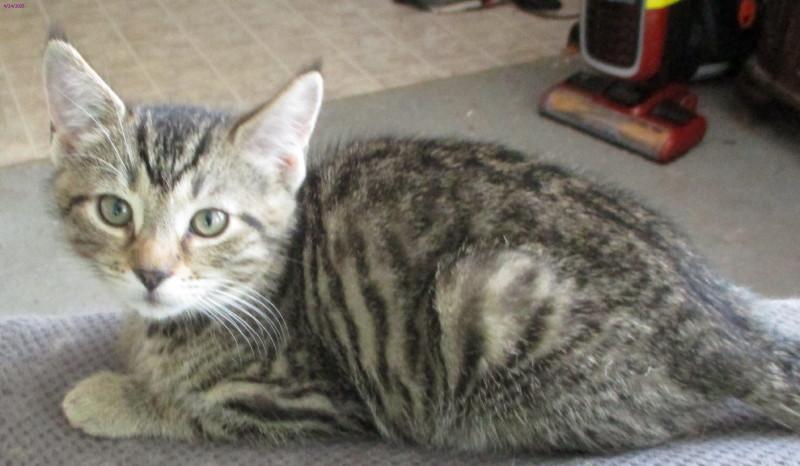 Sawyer, Baby Male Domestic Short Hair