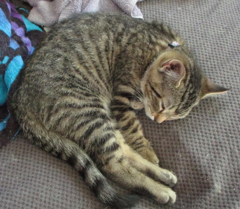 Sawyer photo 2