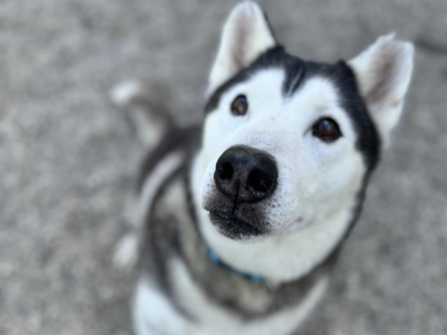 Enlarge DAISY, a Adoptable Siberian Husky in Ames, IA image 1/1