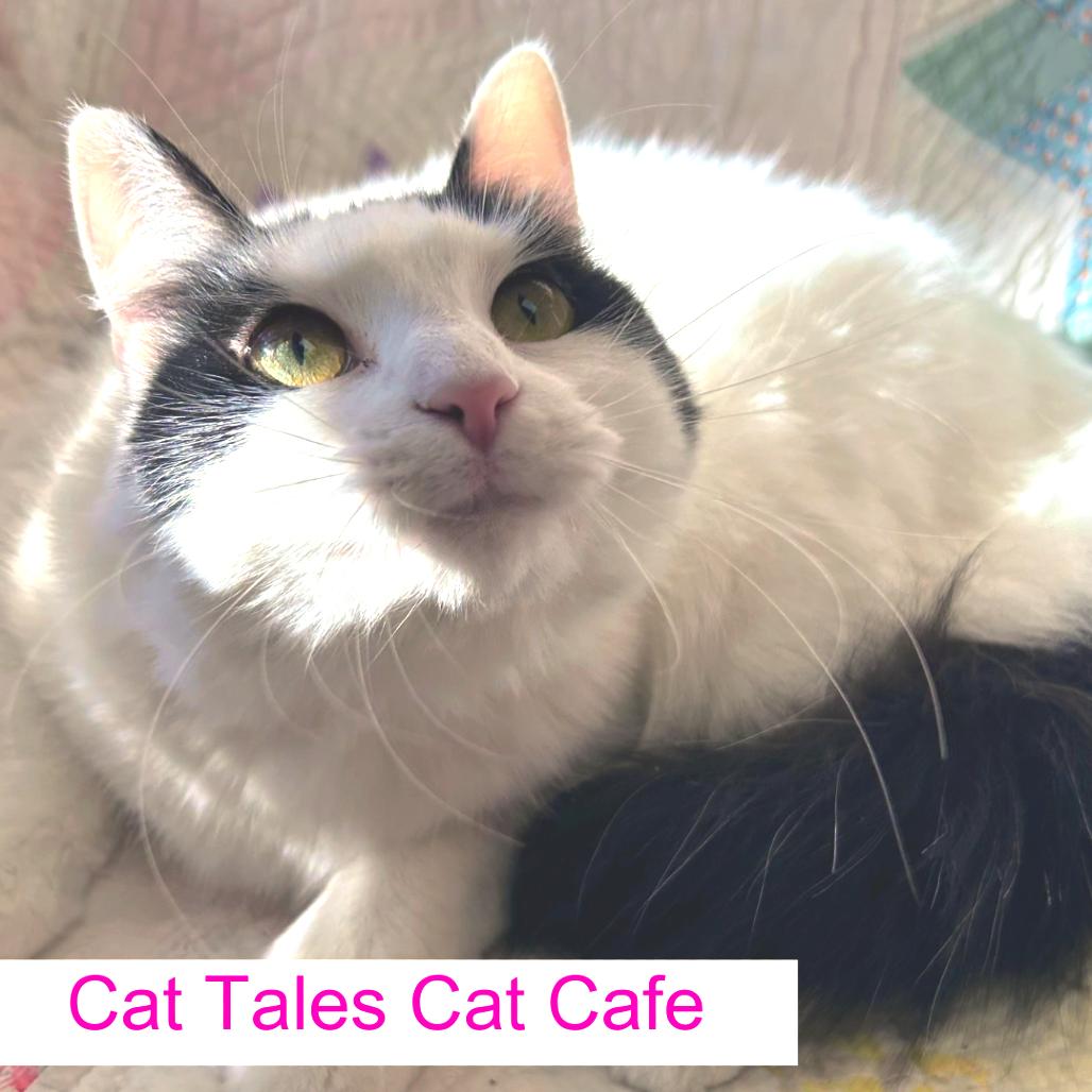 Lady, Adoptable, Young Female Domestic Medium Hair.