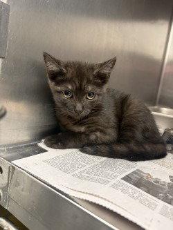 CA 130 Maui Jim, Adoptable, Kitten Male Domestic Short Hair.