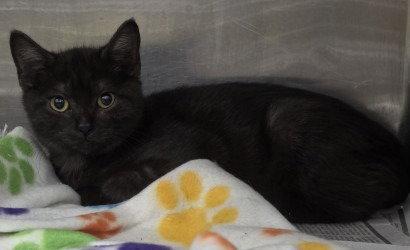 Enlarge CA 130 Maui Jim, a Adoptable Domestic Short Hair in Glen Allen, VA image 2/2