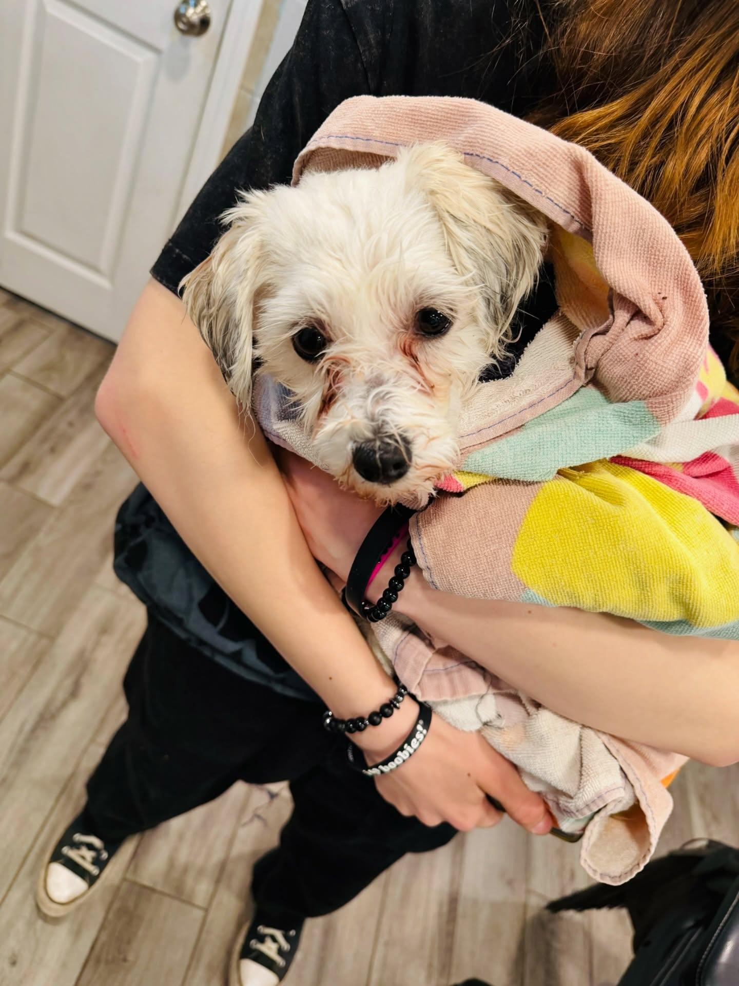 Enlarge Coco , an adopted Havanese in Rock Hill, NY image 5/5