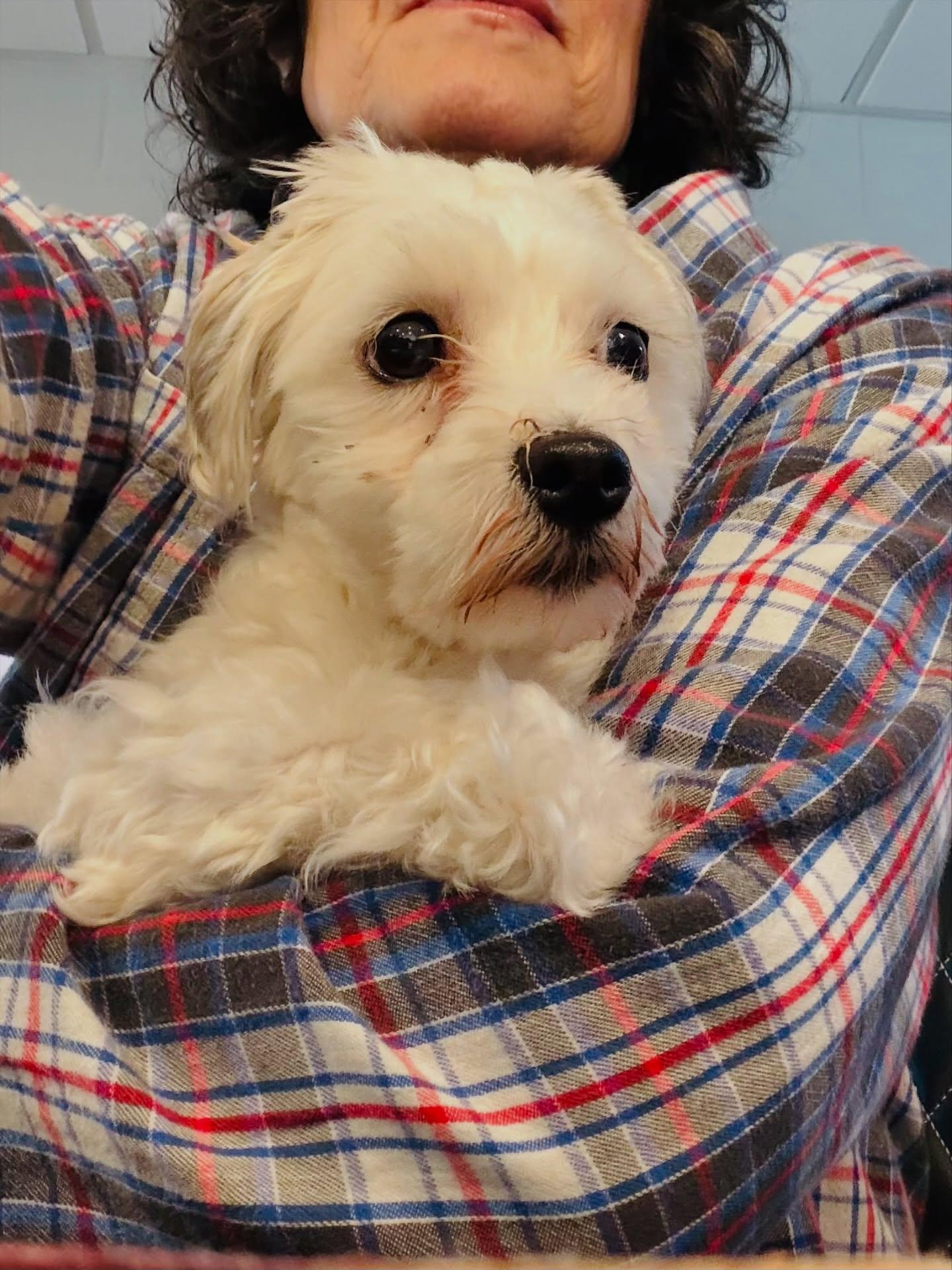 Enlarge Coco , an adopted Havanese in Rock Hill, NY image 3/5