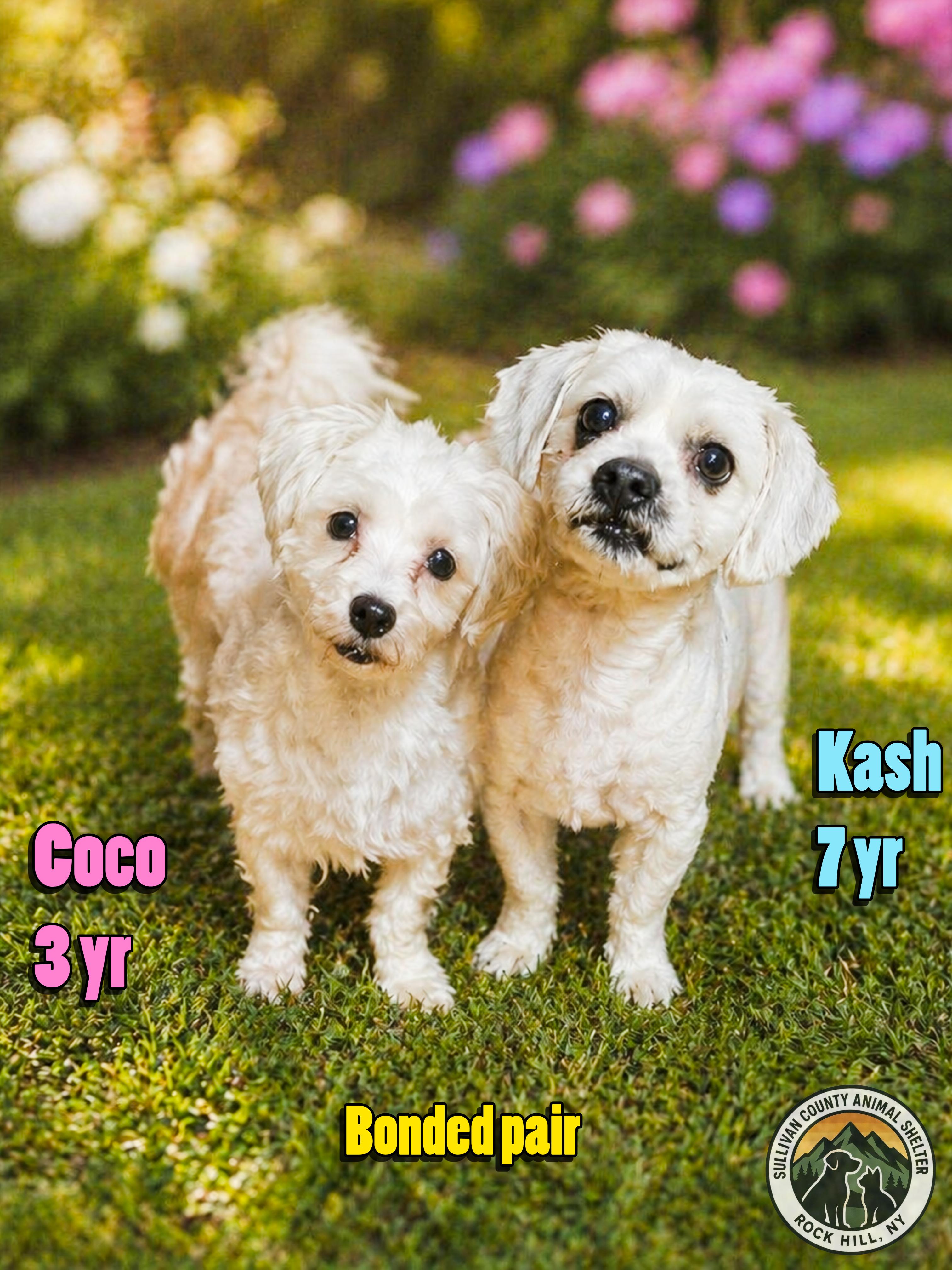 Coco , adopted, Adult Female Havanese.